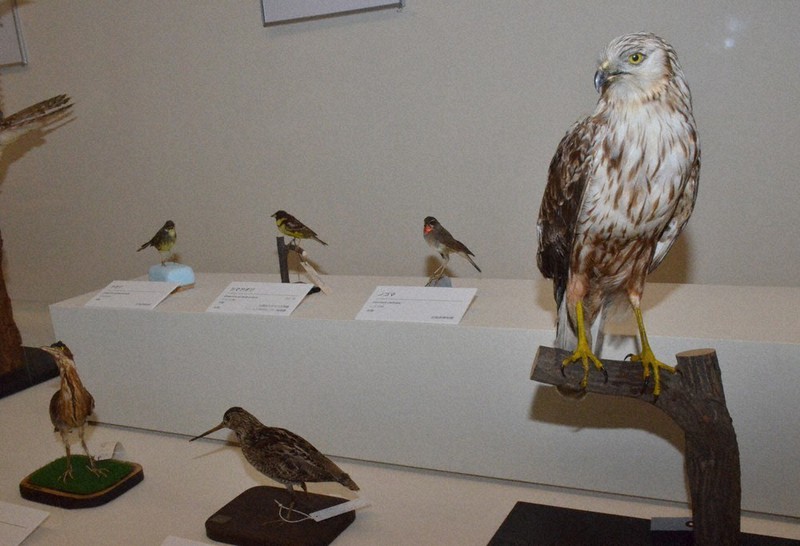 北海道の湿地を紹介 動植物の標本など展示 札幌 ／北海道 | 毎日新聞