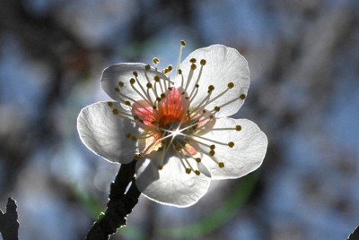 「すりばち池緑地公園」に咲く梅の花＝京都市右京区で2023年3月2日、宮間俊樹撮影