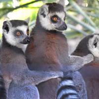 くりっとした目が印象的 とてもキュートなワオキツネザル [写真特集1/6