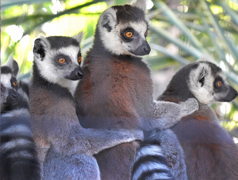 くりっとした目が印象的 とてもキュートなワオキツネザル [写真特集1/6