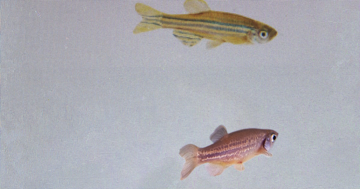 A fish can sense another's fear, a study shows - The Mainichi
