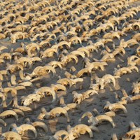 羊の頭部のミイラ2000体発掘 ラムセス2世建造の神殿に奉納か [写真特集