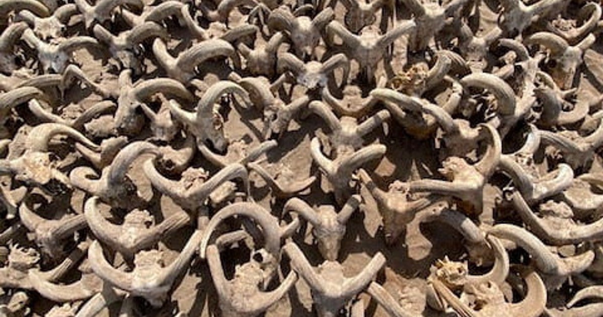 羊の頭部のミイラ2000体発掘 ラムセス2世建造の神殿に奉納か [写真特集