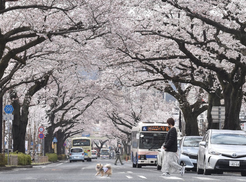 満開の桜、街彩る 日立 ／茨城 | 毎日新聞
