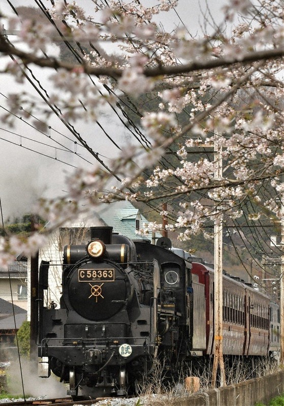 SL試運転 サクラ満開の秩父路行く ／埼玉 | 毎日新聞