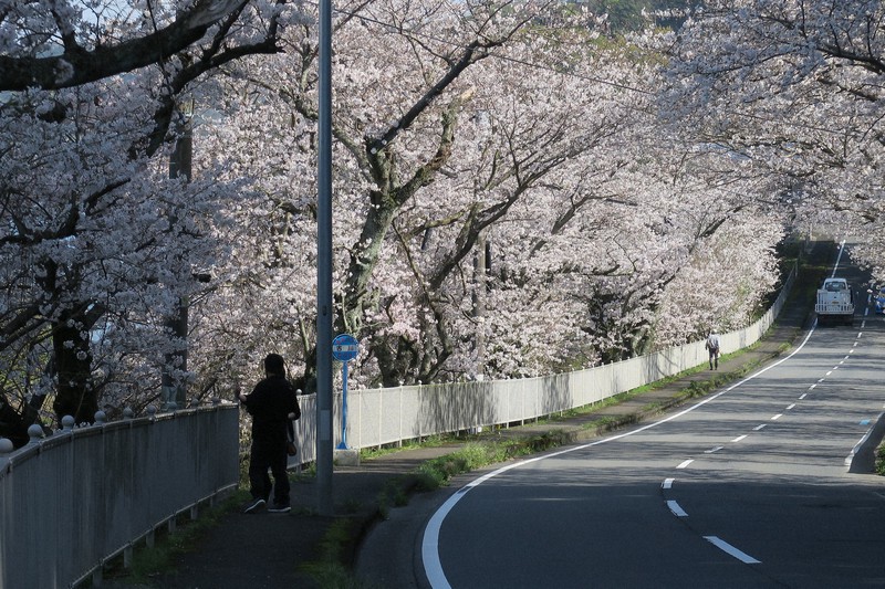 長崎・大村湾を背景に桜満開 福山雅治さんの「昭和やったね」に登場