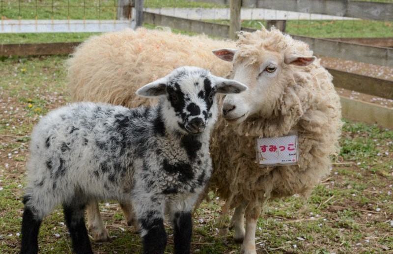 白黒ぶち模様のヒツジ 成田ゆめ牧場で誕生 ／千葉 | 毎日新聞