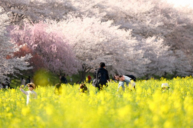 桜も、菜の花も 埼玉・権現堂公園 | 毎日新聞