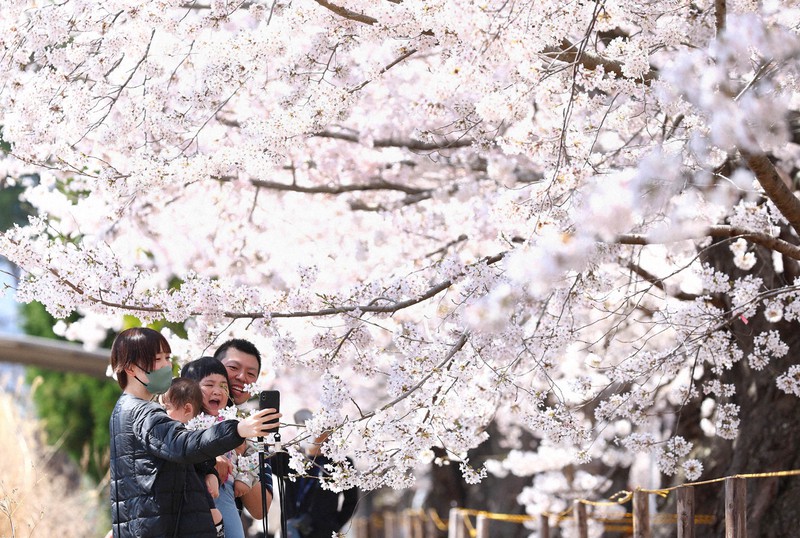 避難指示解除区域の桜並木が見ごろに 富岡・夜の森地区 | 毎日新聞