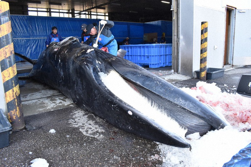 商業捕鯨始まる 初日に2頭 「幸先よい」 ／北海道 | 毎日新聞