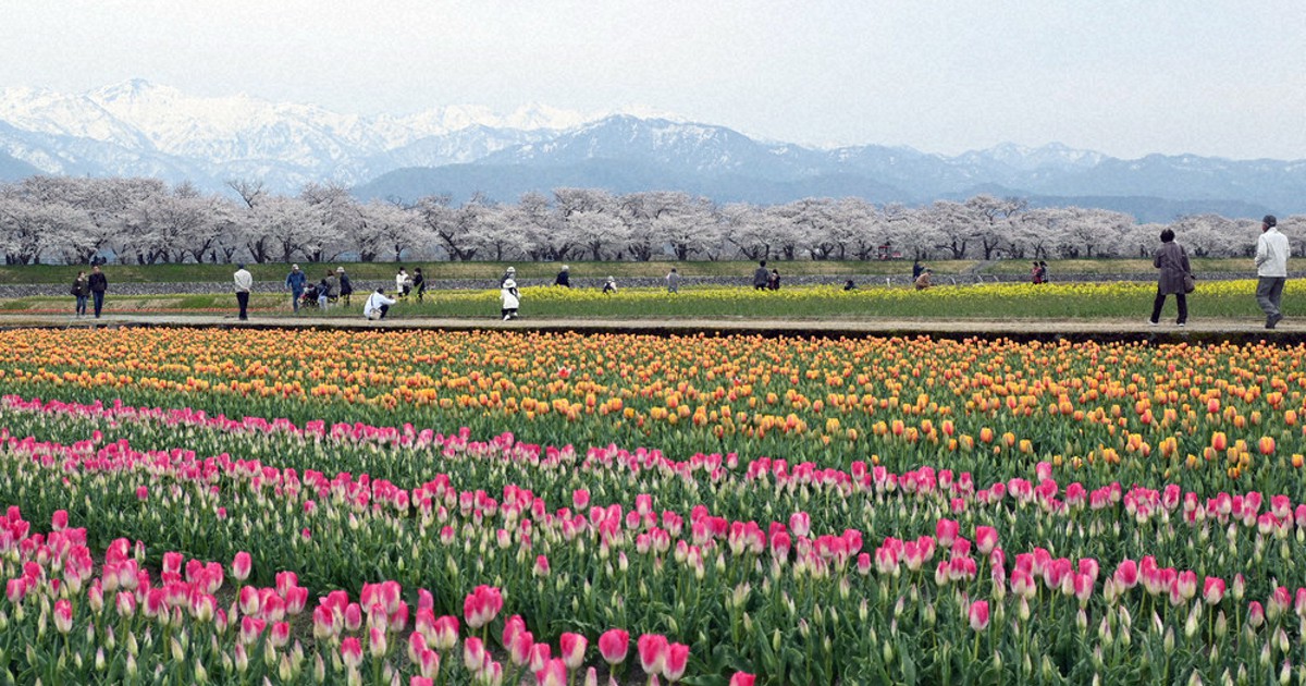 残雪の北アルプス×桜×チューリップ×菜の花…「春の四重奏」 | 毎日新聞