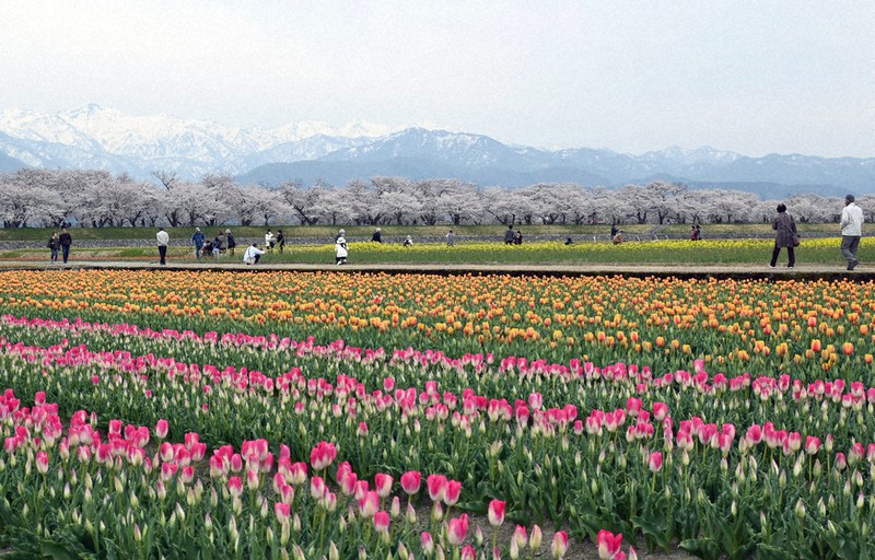残雪の北アルプス×桜×チューリップ×菜の花…「春の四重奏」 | 毎日新聞