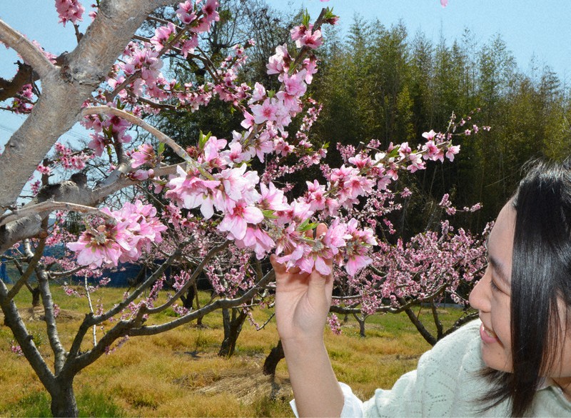 京都 桃の花名所 京都御苑·桃 | miikoの一人歩き 京都 桃 枝垂れ