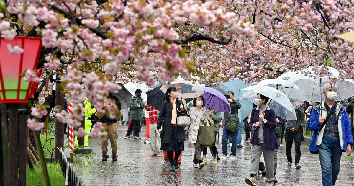 桜の通り抜け 造幣局の桜の通り抜け（大阪市北区） - お花見2025 - ウォーカー