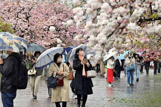 In Photos: Over 300 cherry trees blooming at Japan Mint in Osaka