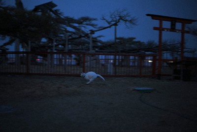 日没後、唐崎神社の境内で飼い主に呼ばれて走るネコ。奥は「唐崎の松」＝大津市で