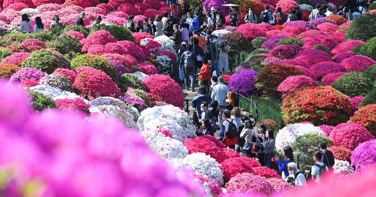 色とりどり 3000株のツツジが見ごろに 東京・根津神社 | 毎日新聞