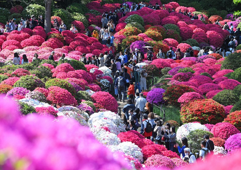 色とりどり 3000株のツツジが見ごろに 東京・根津神社 | 毎日新聞