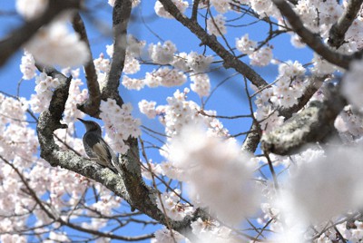 「かんめさんの桜」の枝上でミツバチを探すヒヨドリ＝滋賀県甲賀市で