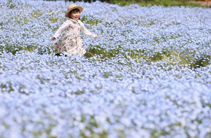 ネモフィラ ブルーのお花畑 三重・桑名 ／愛知 | 毎日新聞