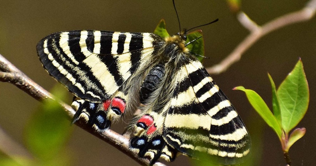 ヒメギフチョウ 可愛らしさ、希少さが人気 「春の女神」優雅に舞う