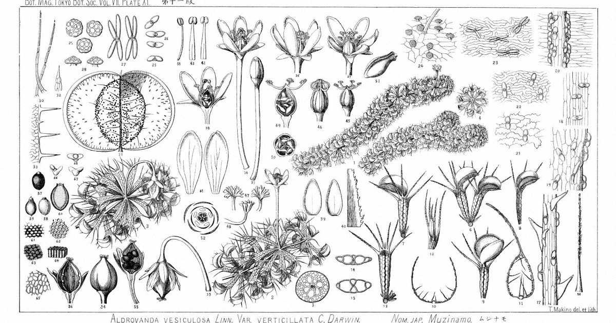 草花は恋人」 朝ドラモデルの植物学者が残した比類なき業績