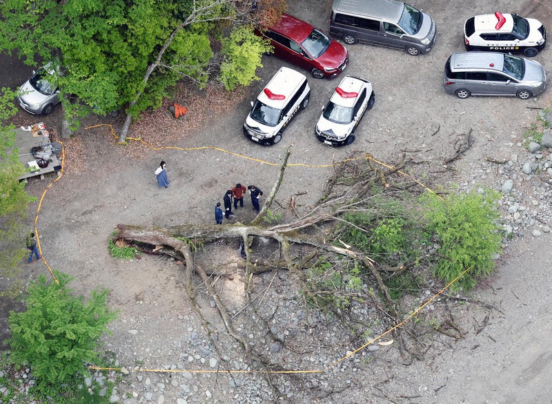 相模原のキャンプ場 倒木死傷事故 「危険な木」見分けるポイントは