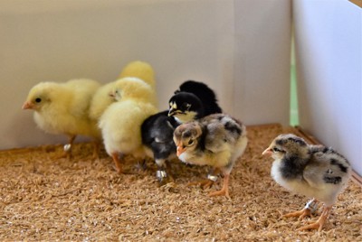 動き回る秋田三鶏のヒナたち＝秋田県大館市で2023年4月28日、田村彦志撮影