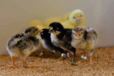 動き回る秋田三鶏のヒナたち＝秋田県大館市で2023年4月28日、田村彦志撮影