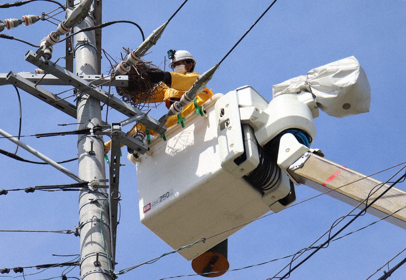 小鳥の巣の電tw12 小鳥の巣の電tw12