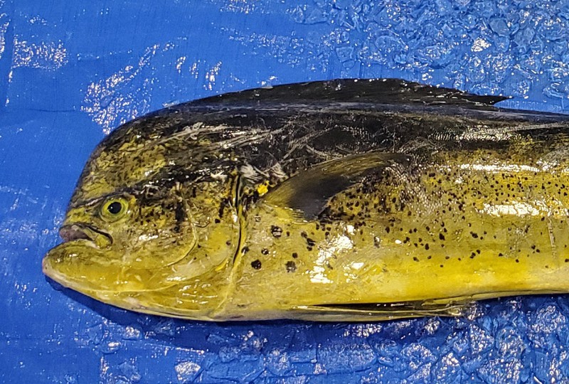 サカナ新時代：味は一流、人気は二流？ 「ハワイの高級魚」が日本海に