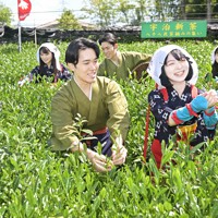 「宇治新茶・八十八夜茶摘みの集い」で新茶を摘む宇治茶宣伝隊＝京都府宇治市で2023年5月2日午前10時23分、山崎一輝撮影
