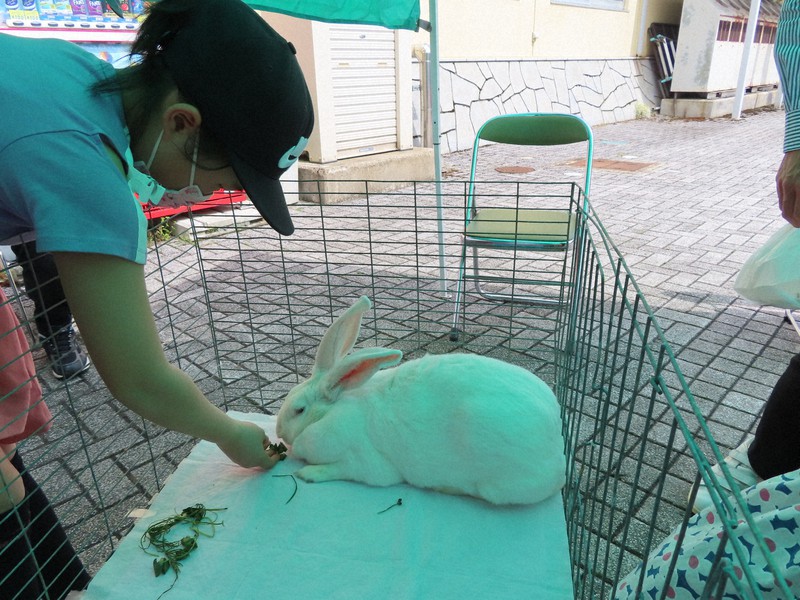 ジャンボウサギ、道の駅に現る 秋田で長年飼育、7キロ巨体に歓声 [写真