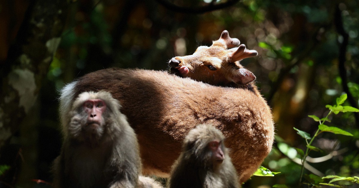 人とシカ、サルが共存する悠久の島 登録30年迎えた世界遺産は今 | 毎日新聞