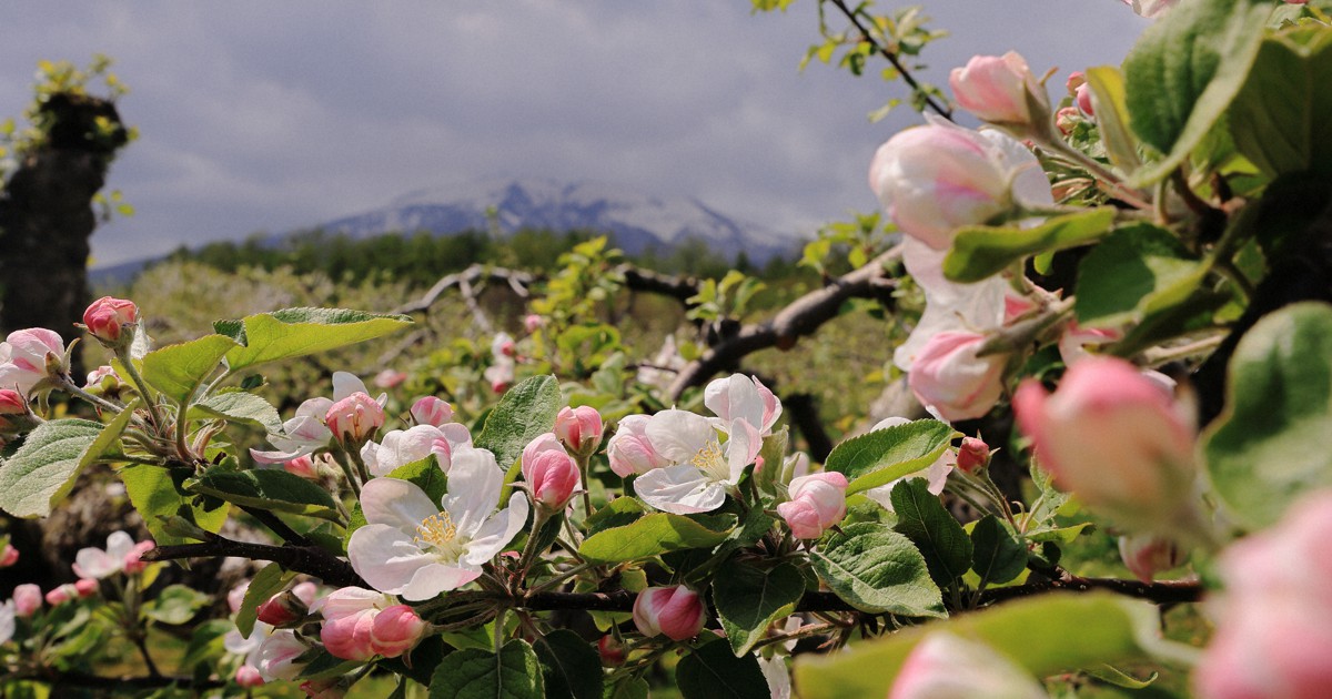 風、鳥のさえずり…春の津軽感じて 弘前の観光果樹園でリンゴ咲く