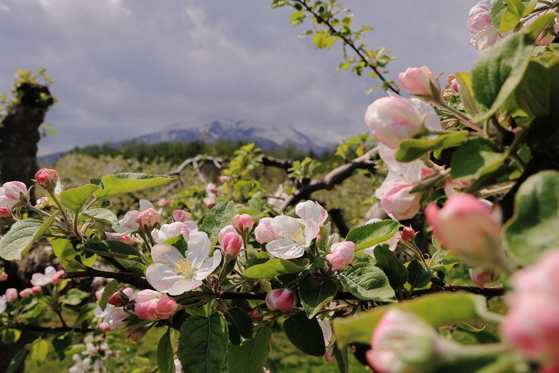 風、鳥のさえずり…春の津軽感じて 弘前の観光果樹園でリンゴ咲く