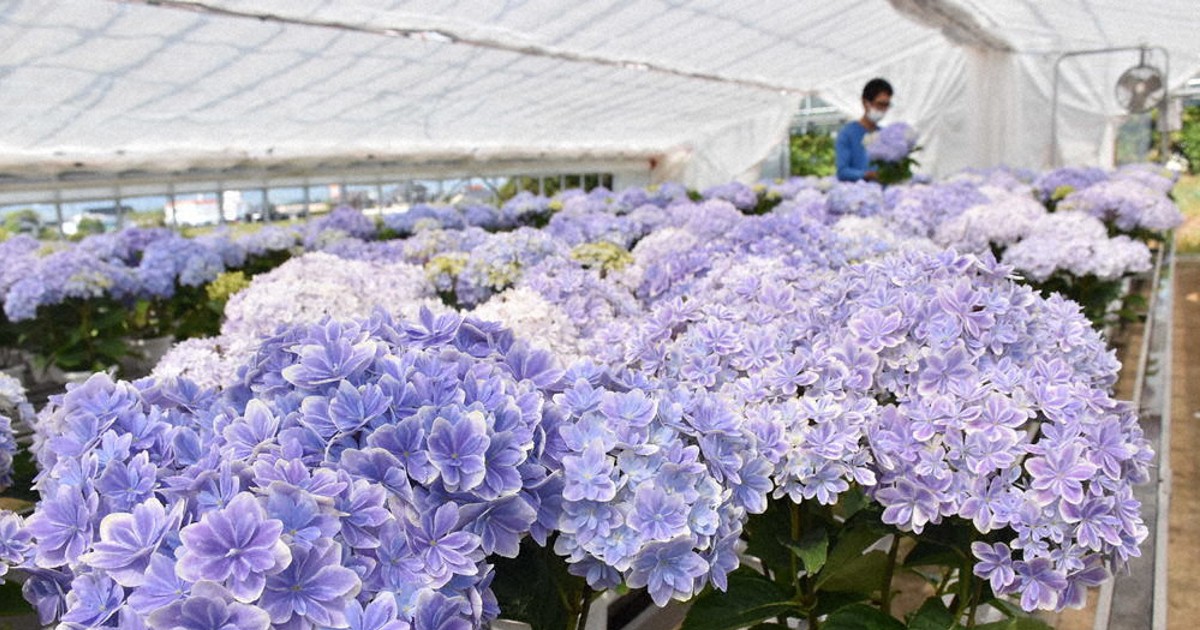 アジサイ ブランド化へ生産者ら奮闘 鉢花需要減 贈答用に活路 新品種