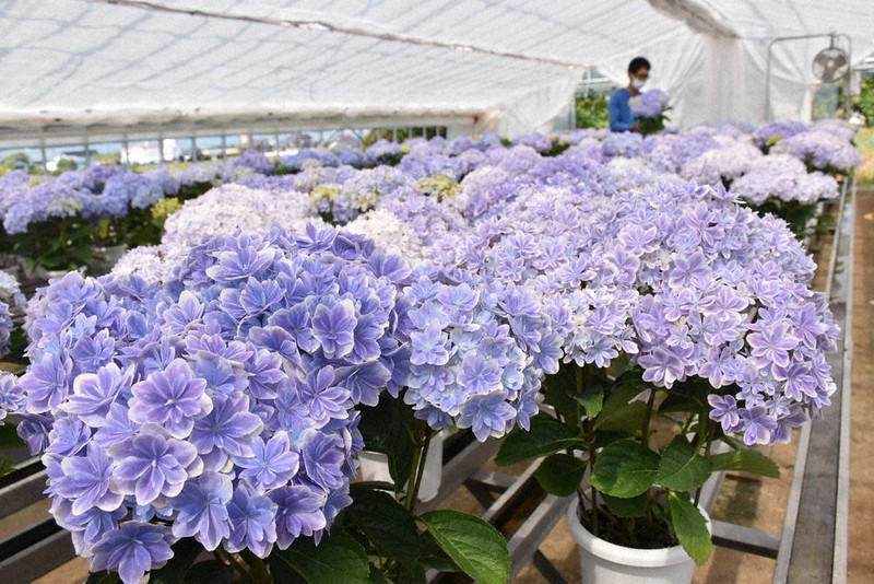 アジサイ アジサイ