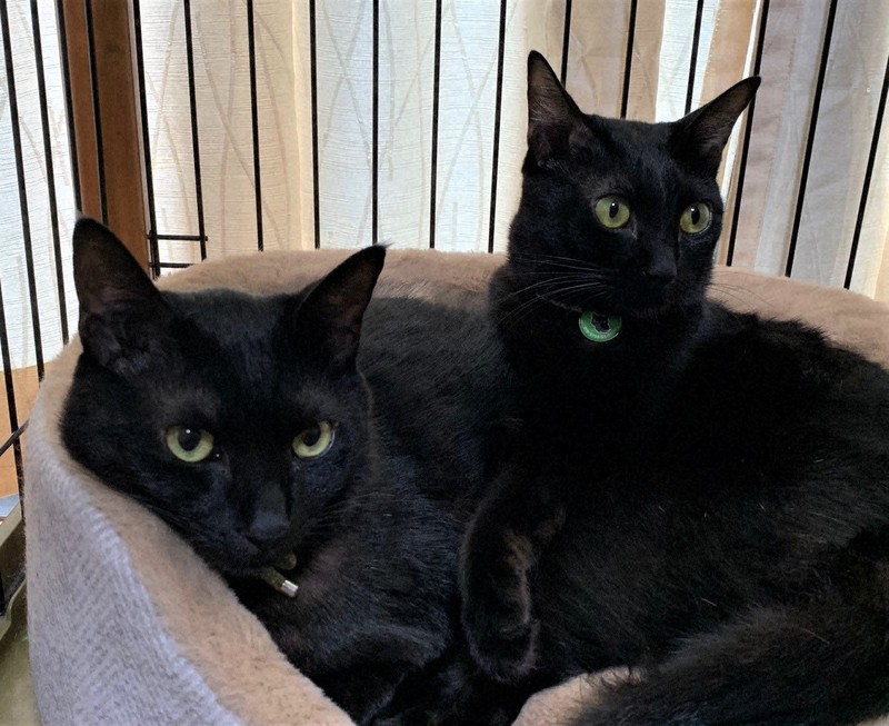 1 in 8 cat owners keep pets despite allergies Japan study The Mainichi