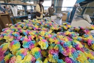 母の日を前に出荷される色鮮やかなレインボーカーネーション＝愛知県常滑市で2023年5月1日、兵藤公治撮影