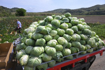 チョウが飛び回る畑ではキャベツの収穫風景が見られた＝愛知県田原市で、宮間俊樹撮影