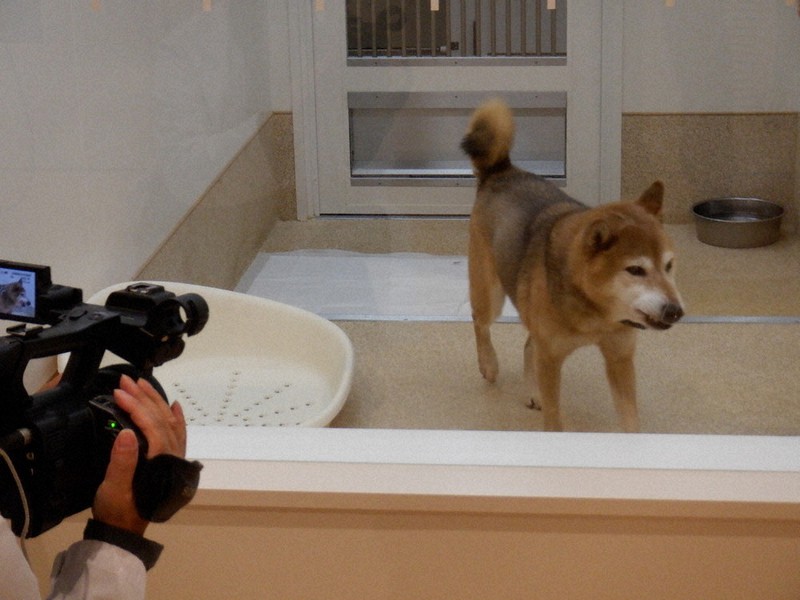 保護した犬猫7割、多頭飼育崩壊が原因 神奈川は殺処分ゼロ継続 | 毎日新聞