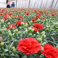 「母の日」を前にカーネーションの出荷作業をする人たち＝埼玉県鴻巣市で2022年5月1日、西夏生撮影