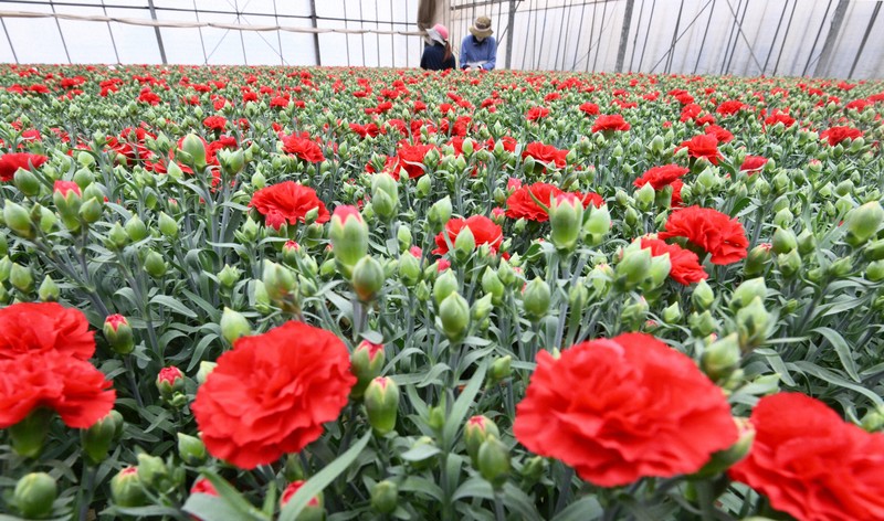 「母の日」を前にカーネーションの出荷作業をする人たち＝埼玉県鴻巣市で2022年5月1日、西夏生撮影