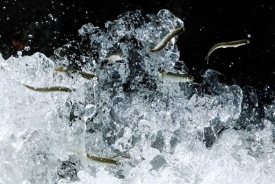 水面を勢いよく跳びはねるアユ＝茨城県城里町で2023年5月6日、西夏生撮影