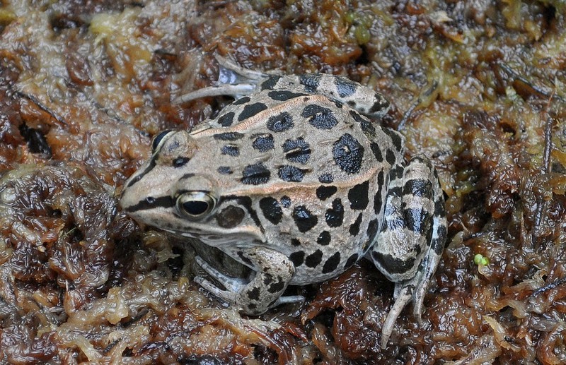 カエル 楽天市場】【エントリー最大10倍＆3％クーポン】【送料無料】ジャンボ