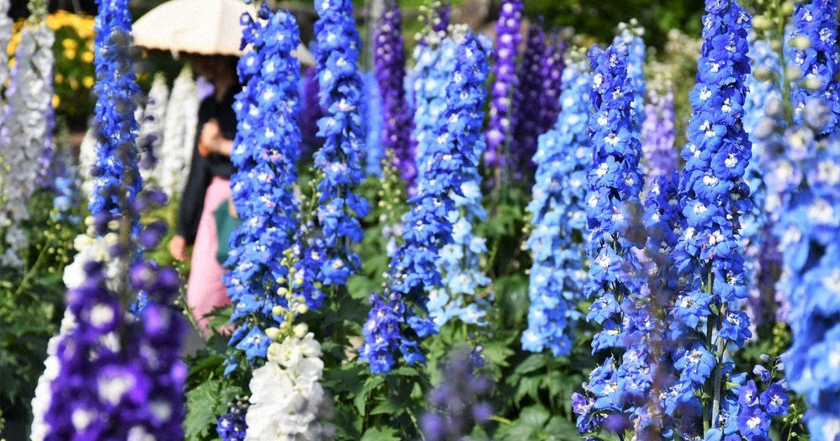 デルフィニウム 初夏涼やかに デルフィニウム満開 草津・みずの森 ／滋賀 | 毎日新聞