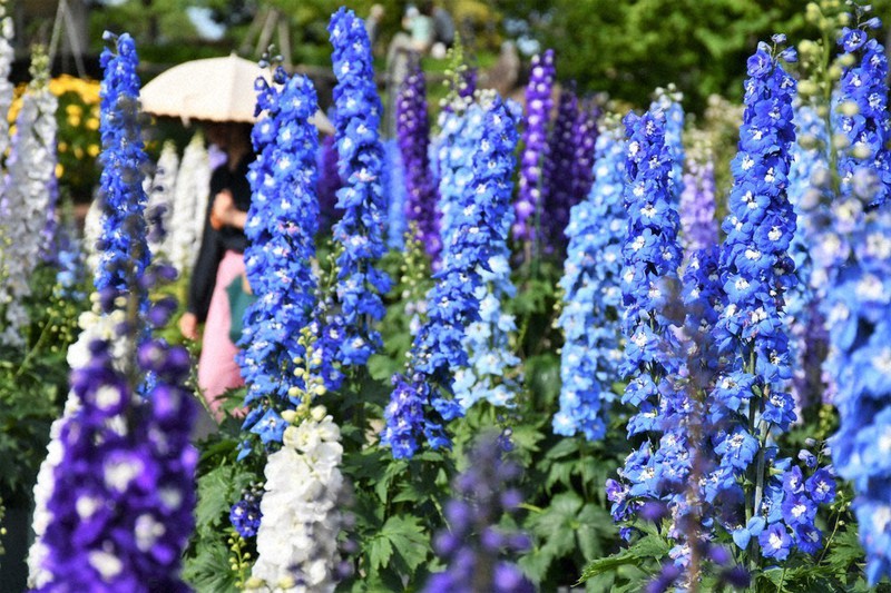 初夏涼やかに デルフィニウム満開 草津・みずの森 ／滋賀 | 毎日新聞