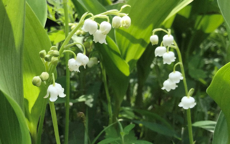 スズラン 白い花 春に開花 30株 スズラン 白い花 春に開花30株