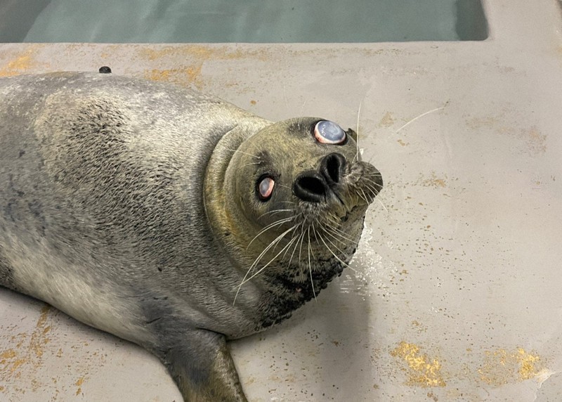 飼育47年超の長寿ゴマフアザラシが死ぬ 新江ノ島水族館 | 毎日新聞